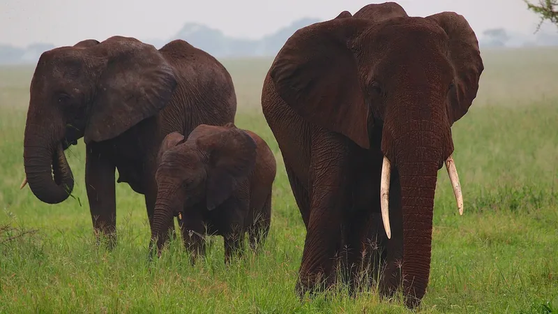 1 Day Saadani Safari from Zanzibar