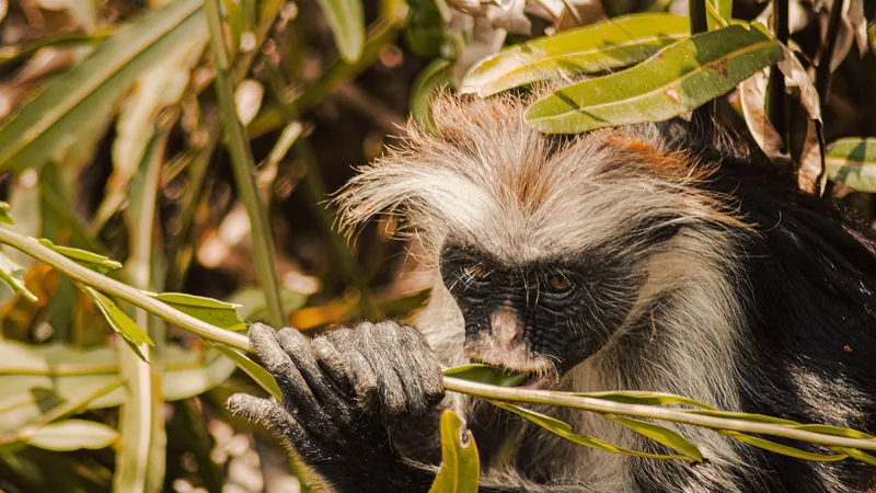 Jozani Forest & Red Colobus Monkey Tour